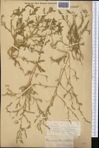 Петросимония трехтычинковая (Pall.) Simonk., Средняя Азия и Казахстан, Муюнкумы, Прибалхашье и Бетпак-Дала (M9) (Казахстан)