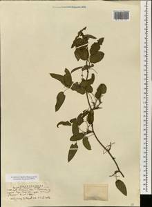 Smilax glabra Roxb., Зарубежная Азия (ASIA) (КНР)