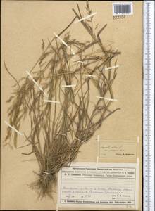 Полевица, Средняя Азия и Казахстан, Муюнкумы, Прибалхашье и Бетпак-Дала (M9) (Казахстан)