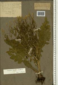 Klasea erucifolia (L.) Greuter & Wagenitz, Восточная Европа, Центральный лесостепной район (E6) (Россия)