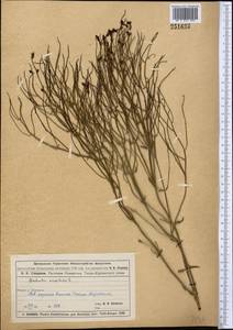 Додарция восточная L., Средняя Азия и Казахстан, Муюнкумы, Прибалхашье и Бетпак-Дала (M9) (Казахстан)