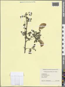 Colutea armena Boiss. & A.Huet, Кавказ, Азербайджан (K6) (Азербайджан)