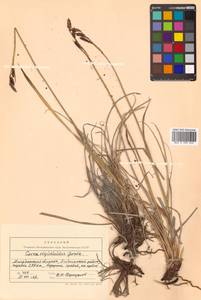 Осока жестковатая, Осока ложножесткая (Gorodkov) V.I.Krecz., Сибирь, Чукотка и Камчатка (S7) (Россия)