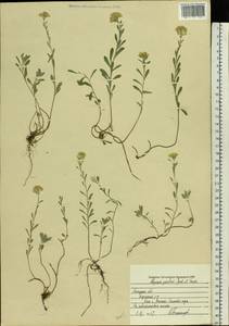 Бурачок Гмелина Jord. & Fourr., Восточная Европа, Центральный лесостепной район (E6) (Россия)