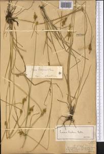 Осока Эдера, Средняя Азия и Казахстан, Джунгарский Алатау и Тарбагатай (M5) (Казахстан)