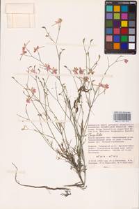 Живокость, Восточная Европа, Нижневолжский район (E9) (Россия)