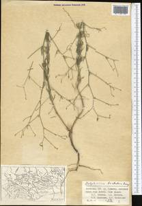 Delphinium barbatum Bunge, Средняя Азия и Казахстан, Памир и Памиро-Алай (M2) (Узбекистан)