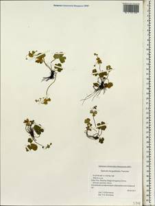 Sanicula hacquetioides Franch., Зарубежная Азия (ASIA) (КНР)