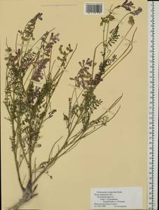 Копеечник меловой DC., Восточная Европа, Нижневолжский район (E9) (Россия)