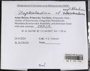 Haplocladium microphyllum (Sw. ex Hedw.) Müll. Hal., Гербарий мохообразных, Мхи - Дальний Восток (без Чукотки и Камчатки) (B20) (Россия)