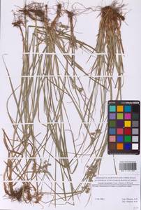 Ожика дубравная (Lam.) Dandy & Wilmott, Восточная Европа, Московская область и Москва (E4a) (Россия)