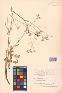 Тмин обыкновенный L., Восточная Европа, Северо-Украинский район (E11) (Украина)