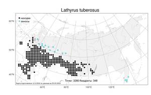 Lathyrus tuberosus, Чина клубненосная L., Атлас флоры России (FLORUS) (Россия)