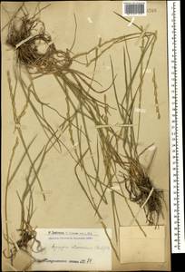 Пырей промежуточный (Host) Barkworth & D.R.Dewey, Кавказ, Армения (K5) (Армения)