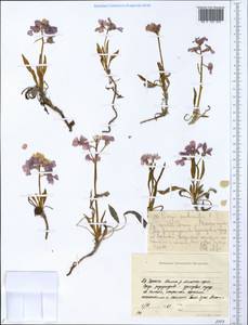 Паррия голостебельная (L.) Regel, Сибирь, Якутия (S5) (Россия)