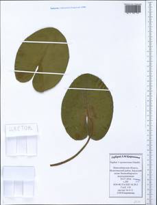 Nuphar ×spenneriana Gaudin, Сибирь, Западная Сибирь (S1) (Россия)