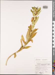 Горечавка крестовидная L., Восточная Европа, Центральный район (E4) (Россия)