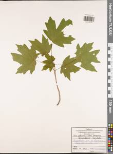 Клен полевой, Клен равнинный L., Восточная Европа, Центральный район (E4) (Россия)