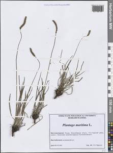 Подорожник морской, Подорожник приморский L., Сибирь, Западная Сибирь (S1) (Россия)