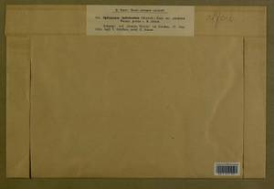 Sphagnum imbricatum Hornsch. ex Russow, Гербарий мохообразных, Мхи - Западная Европа (BEu) (Германия)