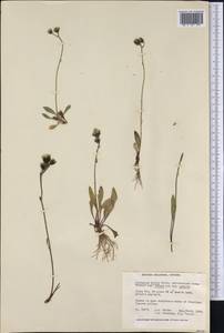 Яcтребинка печальная Willd. ex Spreng., Америка (AMER) (Канада)