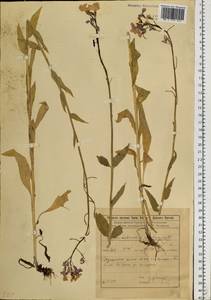 Вечерница сибирская L., Сибирь, Прибайкалье и Забайкалье (S4) (Россия)