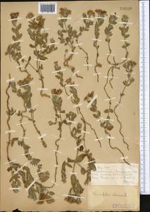 Heliotropium sibiricum (L.) J.I.M.Melo, Средняя Азия и Казахстан, Муюнкумы, Прибалхашье и Бетпак-Дала (M9) (Казахстан)