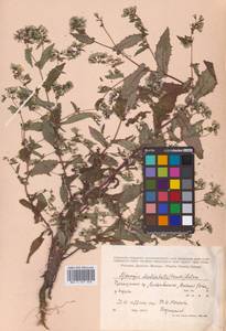 Crepidiastrum denticulatum subsp. denticulatum, Сибирь, Дальний Восток (S6) (Россия)