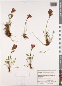 Pedicularis interior (Hultén) Molau & D. F. Murray, Сибирь, Центральная Сибирь (S3) (Россия)