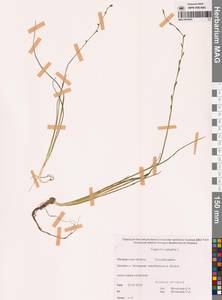 Триостренник болотный L., Сибирь, Чукотка и Камчатка (S7) (Россия)