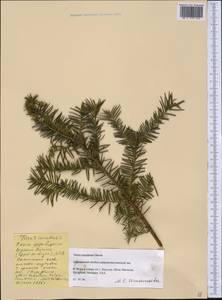 Taxus canadensis Marshall, Америка (AMER) (США)