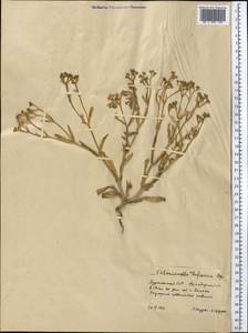 Valerianella oxyrhyncha Fisch. & C. A. Mey., Средняя Азия и Казахстан, Каракумы (M6) (Туркмения)