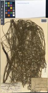 Chondrilla cyanorostris, Средняя Азия и Казахстан, Муюнкумы, Прибалхашье и Бетпак-Дала (M9) (Казахстан)