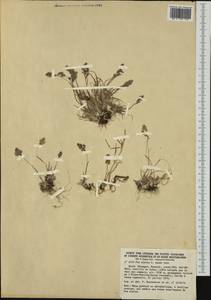 Мятлик альпийский L., Западная Европа (EUR) (Испания)