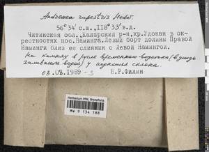 Andreaea rupestris Hedw., Гербарий мохообразных, Мхи - Прибайкалье и Забайкалье (B18) (Россия)