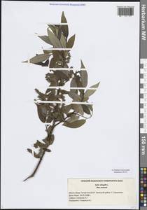 Salix × rubens Schrank, Восточная Европа, Средневолжский район (E8) (Россия)