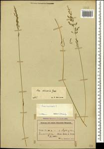 Мятлик обыкновенный L., Кавказ, Азербайджан (K6) (Азербайджан)