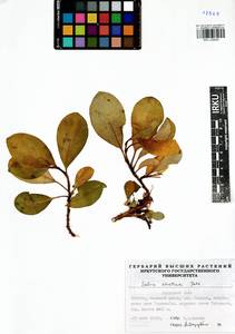 Ива арктическая Pall., Сибирь, Прибайкалье и Забайкалье (S4) (Россия)