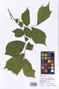 Вяз голый, Вяз шершавый Huds., Восточная Европа, Средневолжский район (E8) (Россия)