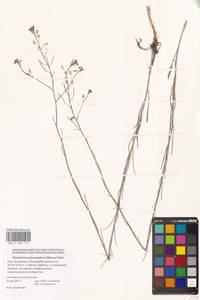 Гулявник изменчивый (Murray) Roth, Восточная Европа, Нижневолжский район (E9) (Россия)