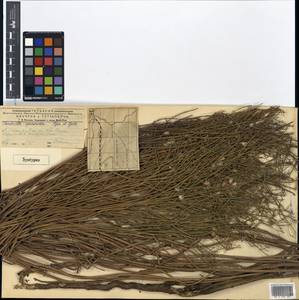 Chondrilla cyanorostris, Средняя Азия и Казахстан, Муюнкумы, Прибалхашье и Бетпак-Дала (M9) (Казахстан)