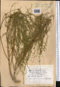 Полынь пятидольчатая Trautv., Средняя Азия и Казахстан, Прикаспийский Устюрт и Северное Приаралье (M8) (Казахстан)