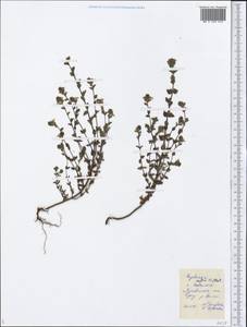 Euphrasia ×reuteri Wettst., Восточная Европа, Центральный лесной район (E5) (Россия)