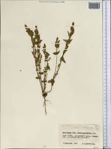 Горечавочка горьковатая (L.) Börner, Средняя Азия и Казахстан, Северный и Центральный Казахстан (M10) (Казахстан)