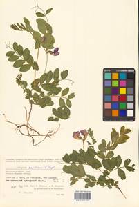 Lathyrus japonicus var. maritimus (L.) J.T.Kartesz & Gandhi, Сибирь, Чукотка и Камчатка (S7) (Россия)