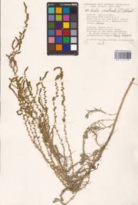 Бассия простертая (L.) Beck, Восточная Европа, Южно-Украинский район (E12) (Украина)