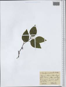 Ziziphus mucronata, Африка (AFR) (Эфиопия)