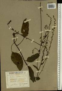 Verbascum chaixii subsp. orientale (M. Bieb.) Hayek, Восточная Европа, Северо-Украинский район (E11) (Украина)