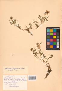 Астрагал Тугаринова Basil., Сибирь, Дальний Восток (S6) (Россия)