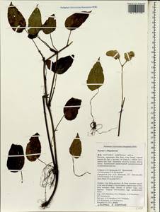 Begonia, Зарубежная Азия (ASIA) (Вьетнам)